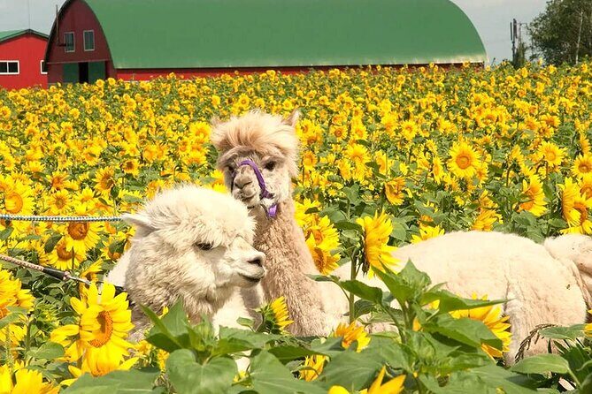 Hokkaido, Asahikawa Zoo Classic Day Tour With Optional Snomobile - Good To Know