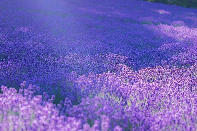 Hokkaido, Asahikawa Zoo Classic Day Tour With Optional Snomobile - The Sum Up: Who Will Love This Tour?