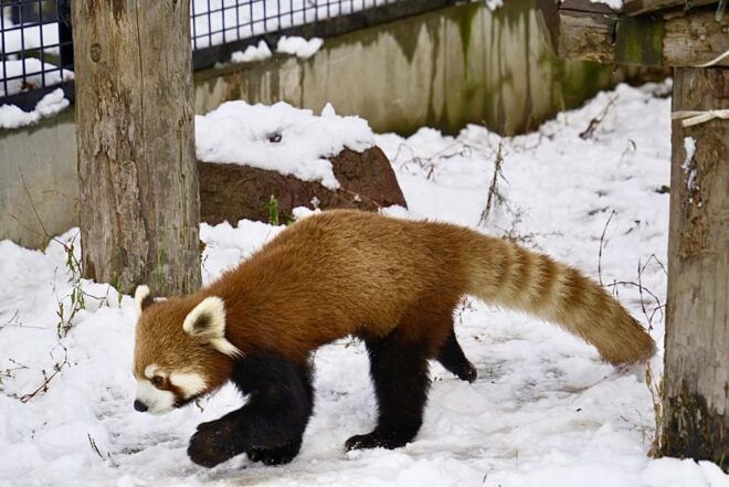 Hokkaido: Asahiyama Zoo, Biei, and Ningle Terrace Tour - Starting and Ending Locations