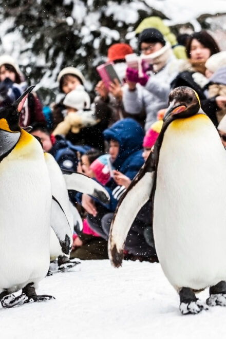Hokkaido: Asahiyama Zoo, Biei, and Ningle Terrace Tour - Group Size Requirements