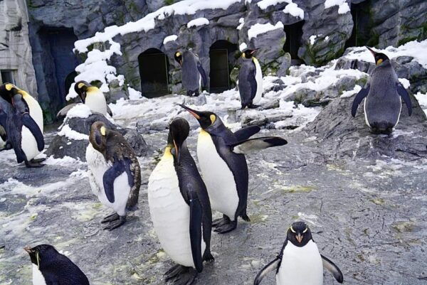 Hokkaido: Asahiyama Zoo, Biei, and Ningle Terrace Tour - Important Recommendations
