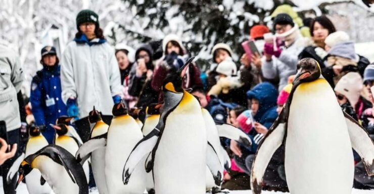 Hokkaido: Asahiyama Zoo, Biei, and Ningle Terrace Tour - Good To Know