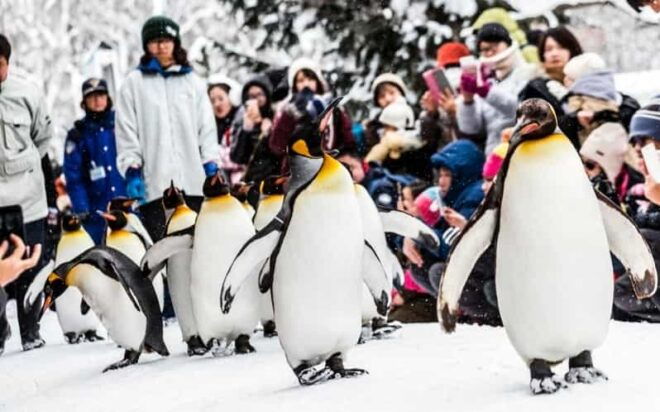 Hokkaido: Asahiyama Zoo, Biei, and Ningle Terrace Tour - Asahiyama Zoo Experience