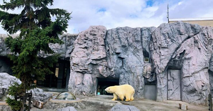 Hokkaido Asahiyama Zoo, Biei, Aoike, Elf Terrace Day Tour - Itinerary Highlights