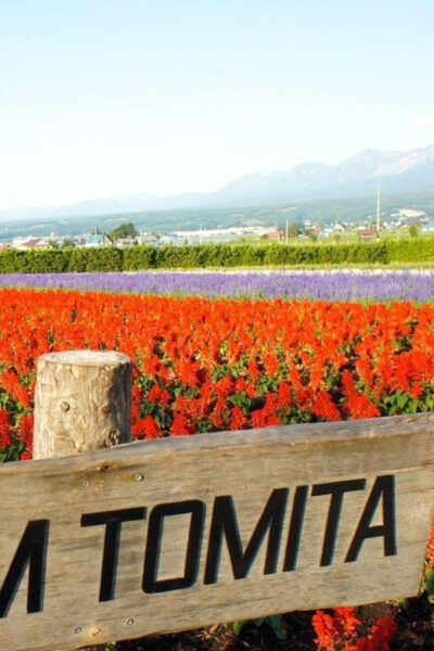 Hokkaido Asahiyama Zoo, Biei, Aoike, Elf Terrace Day Tour - Accessibility Features
