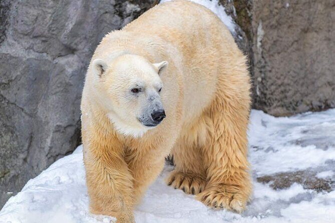 Hokkaido Asahiyama Zoo Biei Elf Terrace Day Tour - What Travelers Say