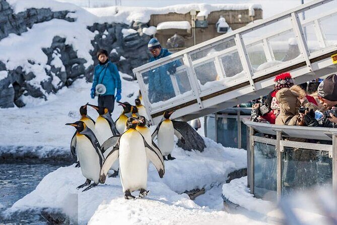 Hokkaido Asahiyama Zoo Biei Elf Terrace Day Tour - Good To Know