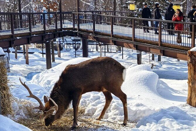 Hokkaido Asahiyama Zoo Biei Elf Terrace Day Tour - A Closer Look at the Itinerary and Experience