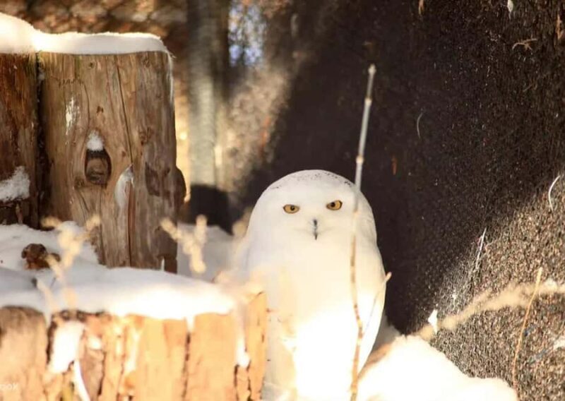 Hokkaido: Asahiyama Zoo Biei Ningle Terrace Day Tour - An In-Depth Look at the Itinerary