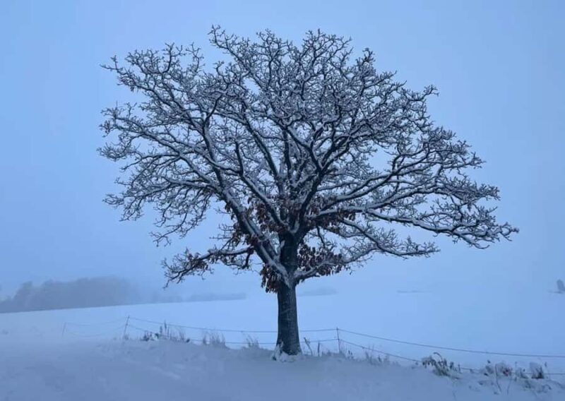 Hokkaido: Asahiyama Zoo Biei Ningle Terrace Day Tour - The Sum Up
