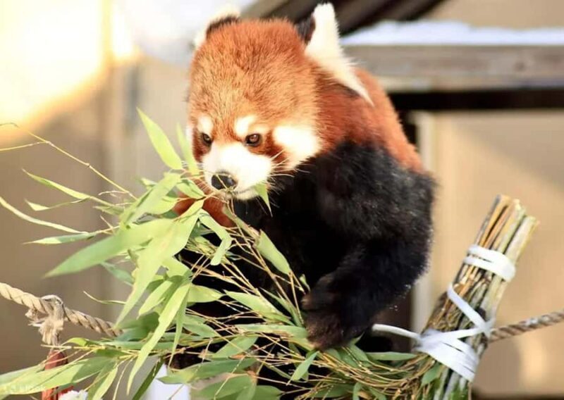 Hokkaido: Asahiyama Zoo Biei Ningle Terrace Day Tour - Good To Know