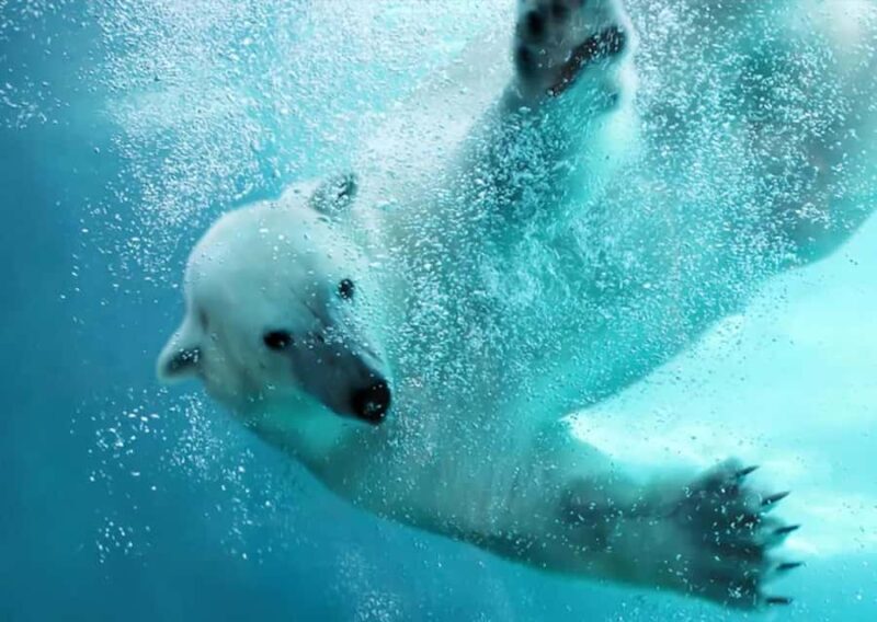 Hokkaido: Asahiyama Zoo Biei Ningle Terrace Day Tour - How the Itinerary Unfolds