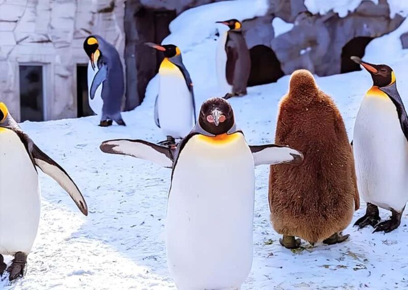 Hokkaido: Asahiyama Zoo Biei Ningle Terrace Day Tour - Who Will Love This Tour?