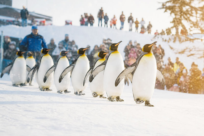 Hokkaido Asahiyama Zoo & Biei One Day Tour | Chinese/English Bilingual Tour Guide + Optional Small Group + Optional Hotel Pick-up - The penguin walk sets the winter day’s pace