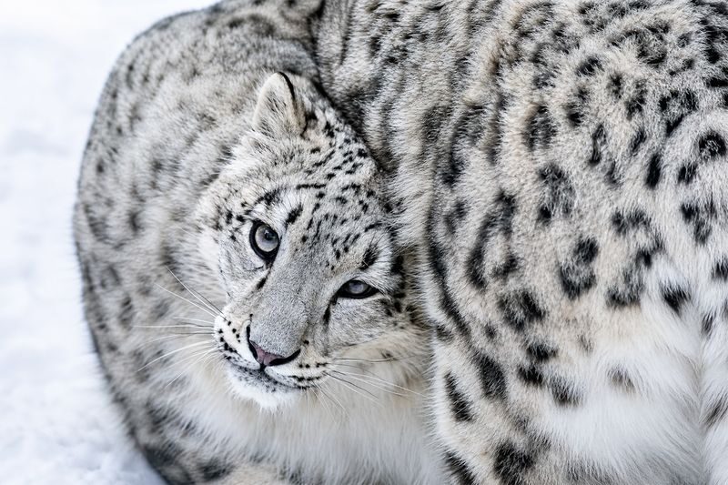Hokkaido Asahiyama Zoo & Biei One Day Tour | Chinese/English Bilingual Tour Guide + Optional Small Group + Optional Hotel Pick-up - Winter clothing and timing are part of the booking decision