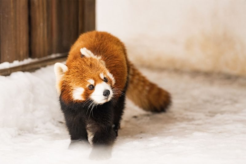 Hokkaido Asahiyama Zoo & Biei One Day Tour | Chinese/English Bilingual Tour Guide + Optional Small Group + Optional Hotel Pick-up - The summer description is a different kind of day