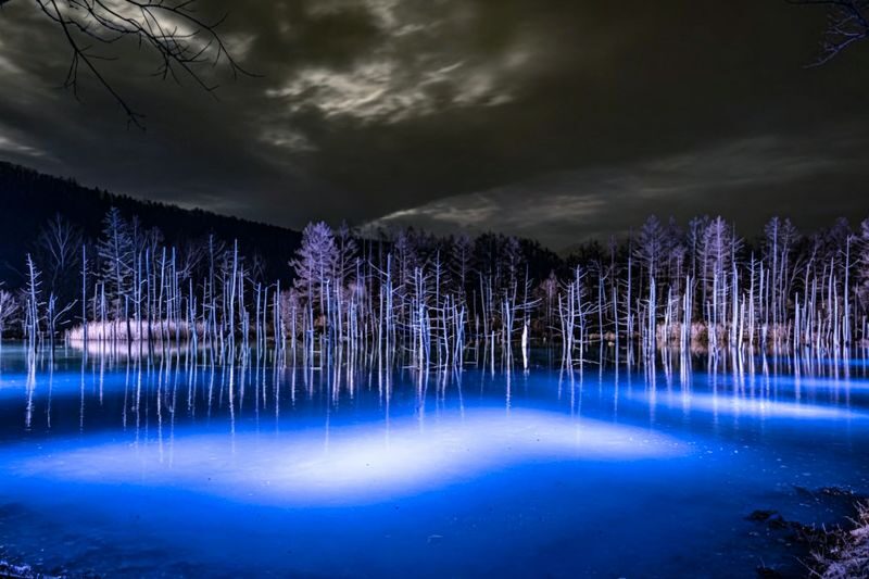 Hokkaido Asahiyama Zoo Day Trip | Penguin Walk-Biei Blue Pond-Ningle Terrace | Multiple Routes Available | Depart from Sapporo - What the winter route offers, and what remains unclear