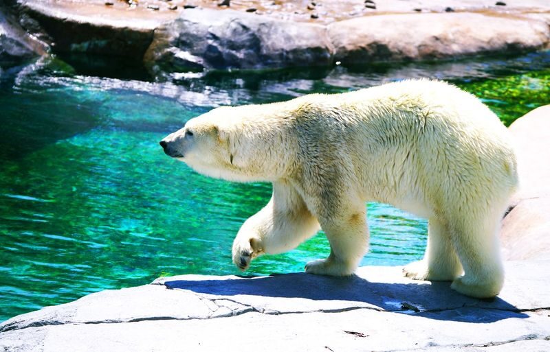 Hokkaido Asahiyama Zoo & Forest Elf Terrace Day Trip - Key things to know before you book