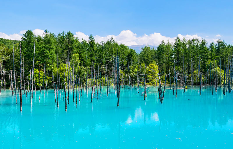 Hokkaido Asahiyama Zoo & Forest Elf Terrace Day Trip - A zoo day with a scenic second act