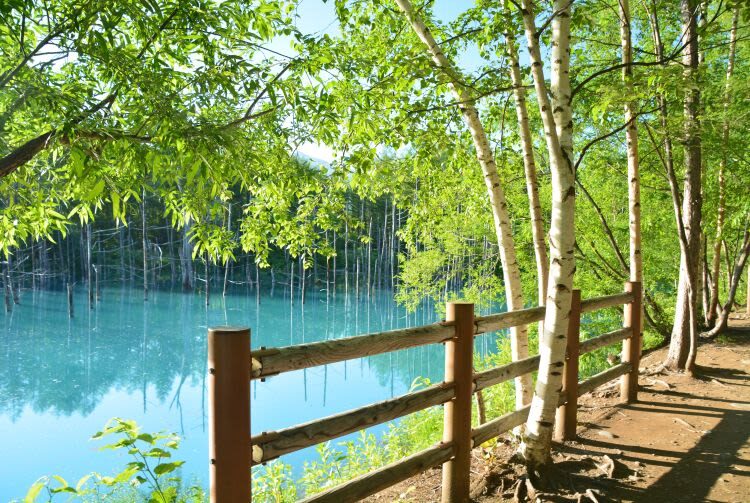 Hokkaido Asahiyama Zoo & Forest Elf Terrace Day Trip - Blue Pond and Shirahige Falls: striking scenery, with caveats