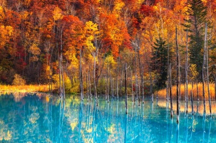 Hokkaido: Asahiyama Zoo, Furano, Beiei Blue Pond 1-Day Tour - Tour Details