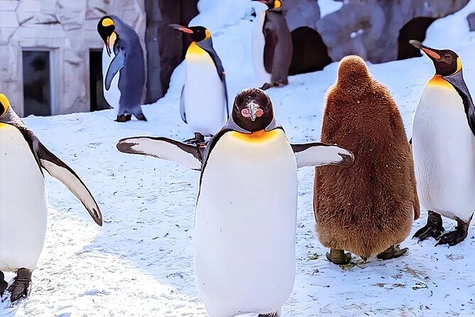 Hokkaido Asahiyama Zoo Ningle Terrace Day trip - Good To Know
