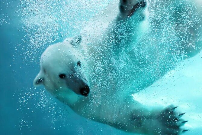 Hokkaido Asahiyama Zoo Ningle Terrace Day trip - Detailed Review of the Hokkaido Day Trip