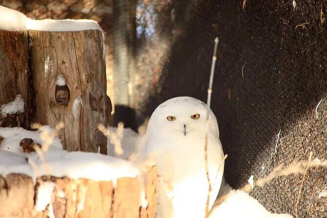 Hokkaido Asahiyama Zoo Ningle Terrace Day trip - FAQs