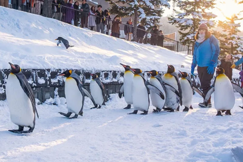 Hokkaido Asahiyama Zoo & Shikisai-no-Oka & Biei Christmas Tree & Ningle Terrace Day Trip: Departing from Sapporo (Winter option: Snowmobile) - A long day from Sapporo to Biei