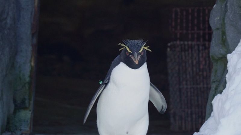 Hokkaido Asahiyama Zoo & Shikisai-no-Oka & Biei Christmas Tree & Ningle Terrace Day Trip: Departing from Sapporo (Winter option: Snowmobile) - Shikisai-no-Oka: scenery depends on the calendar