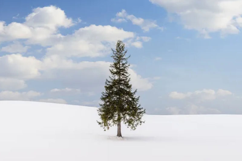 Hokkaido Asahiyama Zoo & Shikisai-no-Oka & Biei Christmas Tree & Ningle Terrace Day Trip: Departing from Sapporo (Winter option: Snowmobile) - Guides, timing and the real value