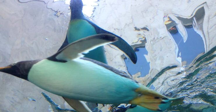 Hokkaido Asahiyama Zoo Tour With Melon Buffet Option - Good To Know