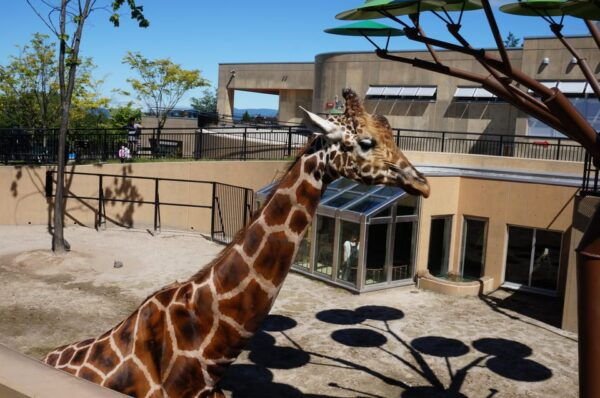 Hokkaido Asahiyama Zoo Tour With Melon Buffet Option - Customer Reviews