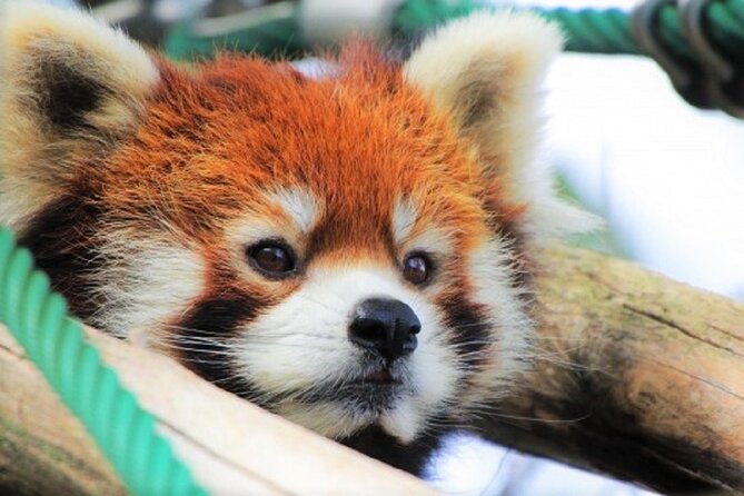 Hokkaido Asahiyama Zoo,Furano and Biei English/Chinese Bus Tour - Tour Details
