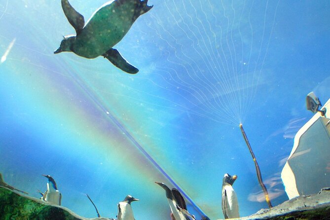 Hokkaido Asahiyama Zoo,Furano and Biei English/Chinese Bus Tour - Price and Booking