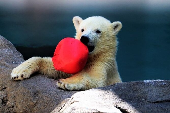 Hokkaido Asahiyama Zoo,Furano and Biei English/Chinese Bus Tour - Frequently Asked Questions