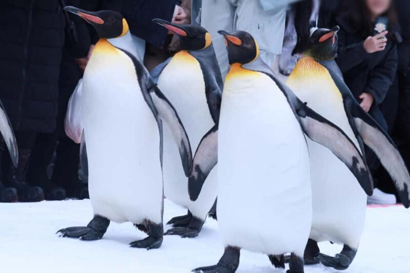 Hokkaido Asahiyama Zoo+Ningle Terrace+Biei Farm Snow Play - Who Is This Tour Best For?