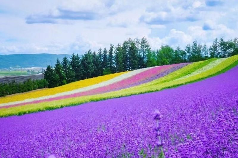Hokkaido Autumn Exclusive | Farm Tomita, Shikisai no Oka, Blue Pond, Shirasu Waterfall Day Tour (Departing from Sapporo) - Patchwork Road gives you a first taste of Biei