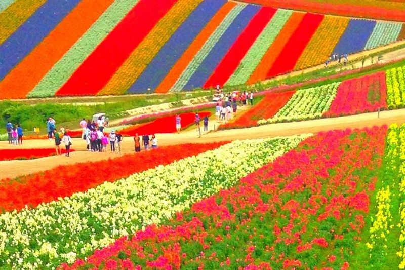 Hokkaido Autumn Exclusive | Farm Tomita, Shikisai no Oka, Blue Pond, Shirasu Waterfall Day Tour (Departing from Sapporo) - Shirahige Falls adds a cool forest pause