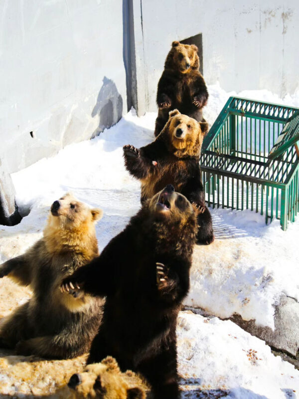 Hokkaido Autumn Maple Viewing Limited - Lake Toya Jozankei Onsen & Mount Yotei Spring Water Park & Lake Toya Showa Shinzan Bear Ranch Day Tour - Showa Shinzan Bear Ranch: a close look at Hokkaido brown bears