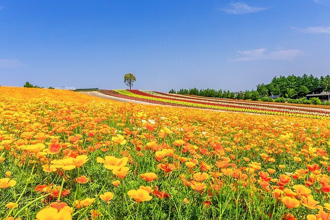 Hokkaido Biei Blue Pond Furano Flower Farm Ningle Terrace Trip - A Deep Dive into the Sapporo to Hokkaido Tour Experience