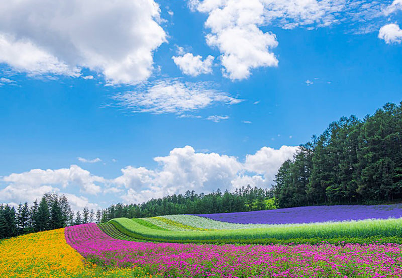 Hokkaido Biei Furano Exclusive | Shikisai-no-Oka, Ningle Terrace, Farm Tomita, Asahiyama Zoo | Depart from Sapporo - Blue Pond and Shirahige Falls
