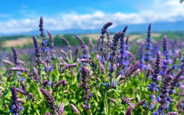 Hokkaido: Biei Furano One-Day Tour (Lunch&Melons Option) - Weather Considerations