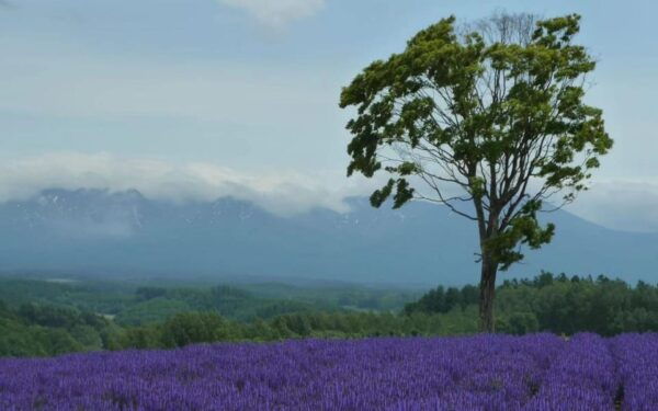 Hokkaido: Biei Furano One-Day Tour (Lunch&Melons Option) - Booking and Cancellation Policy