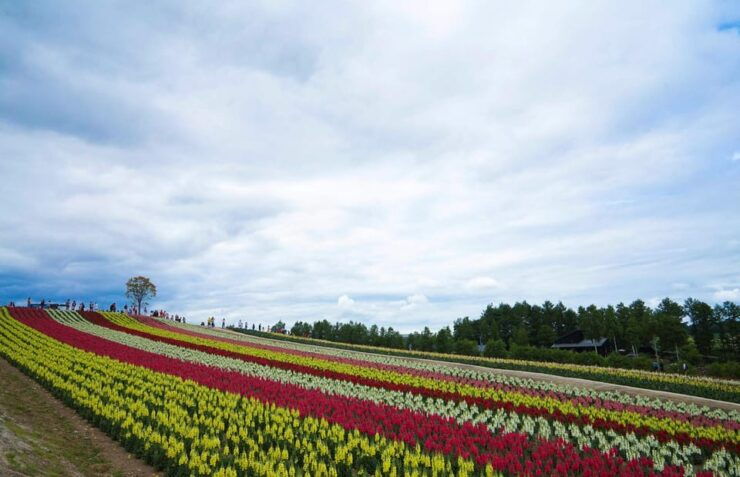 Hokkaido Biei Green Pond and Furano Flower Sea | Day Tour - Good To Know