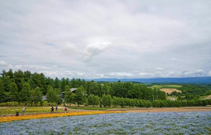 Hokkaido Biei Green Pond and Furano Flower Sea | Day Tour - Detailed Itinerary