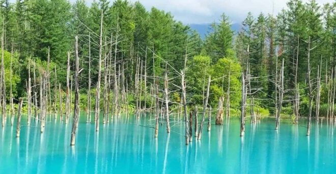 Hokkaido Biei Green Pond and Furano Flower Sea | Day Tour - Major Attractions Explored
