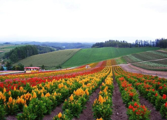 Hokkaido Biei Green Pond and Furano Flower Sea | Day Tour - Participant Requirements