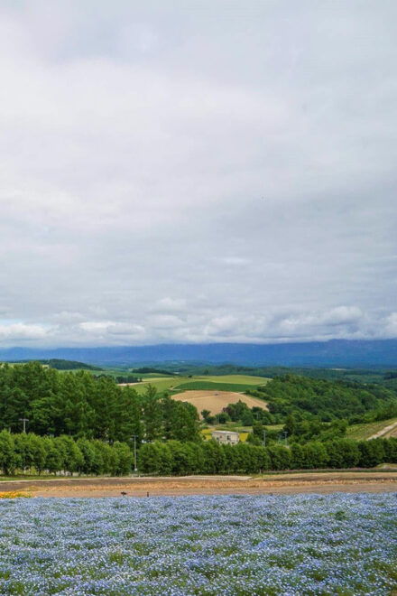 Hokkaido Biei Green Pond and Furano Flower Sea | Day Tour - Meeting Point Information