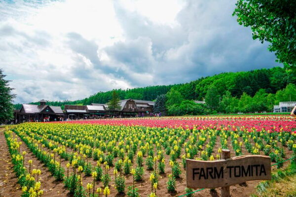 Hokkaido Biei Green Pond and Furano Flower Sea | Day Tour - Customer Experiences